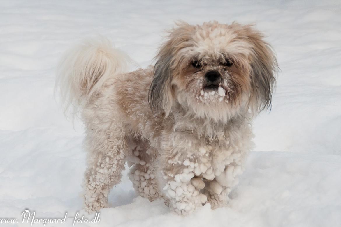 Blanding af racer Frodo billede 25