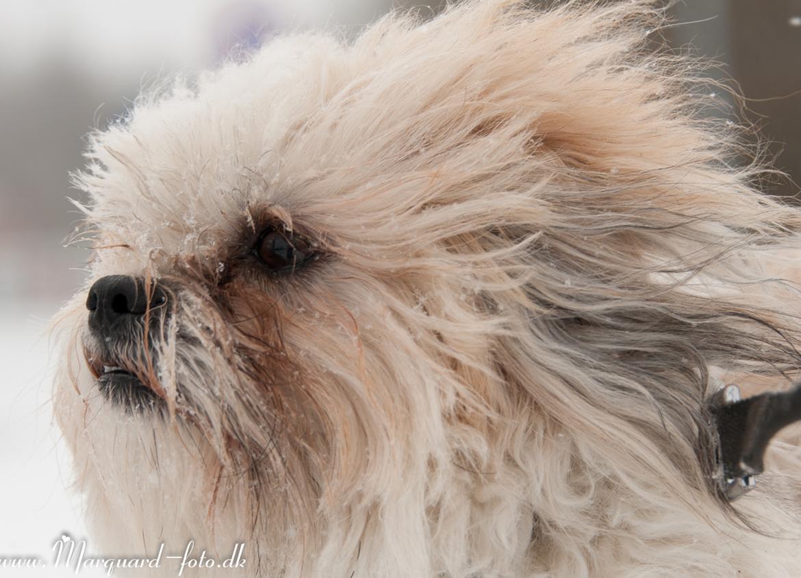 Blanding af racer Frodo billede 29