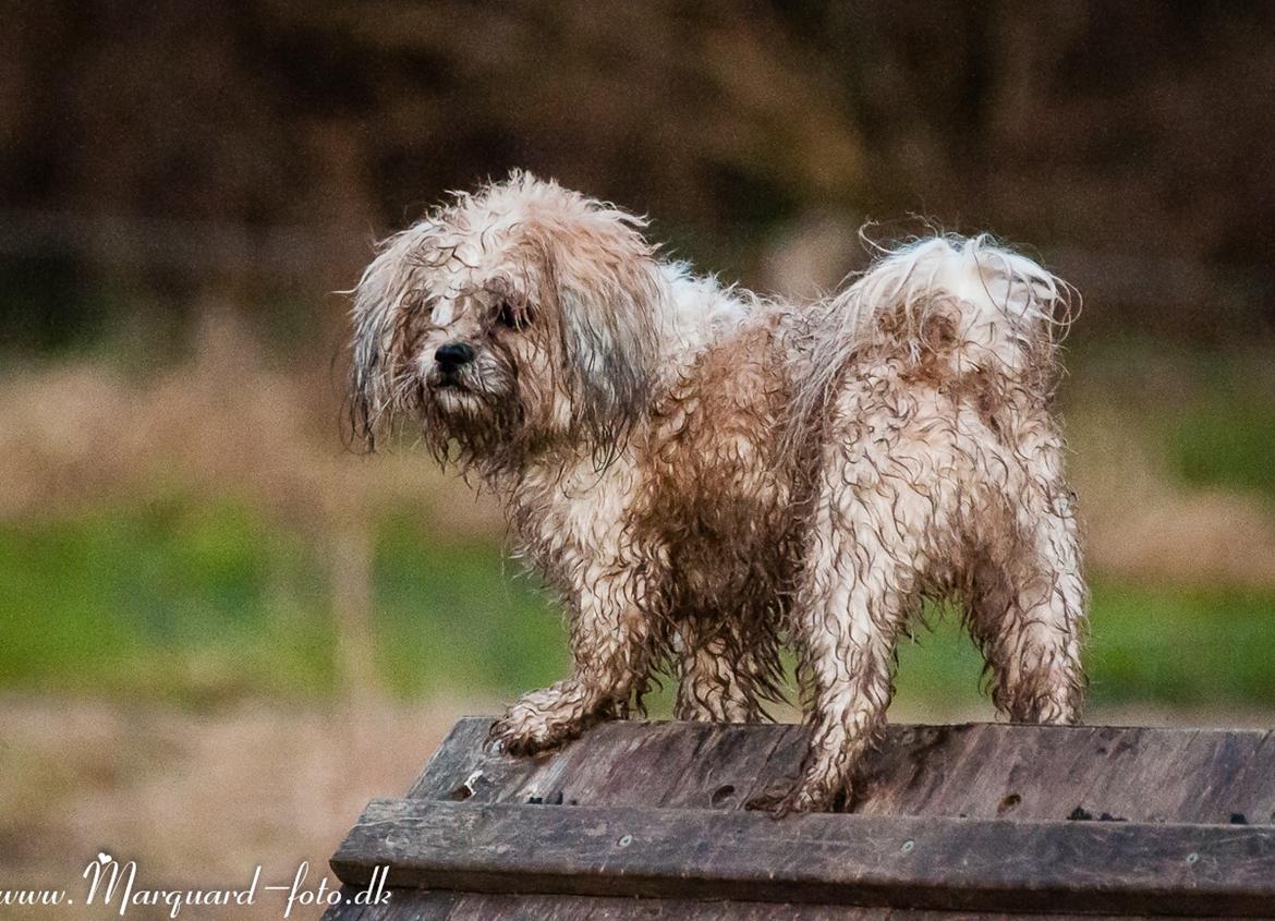 Blanding af racer Frodo billede 28