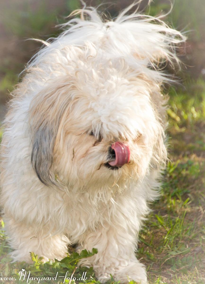 Blanding af racer Frodo billede 30