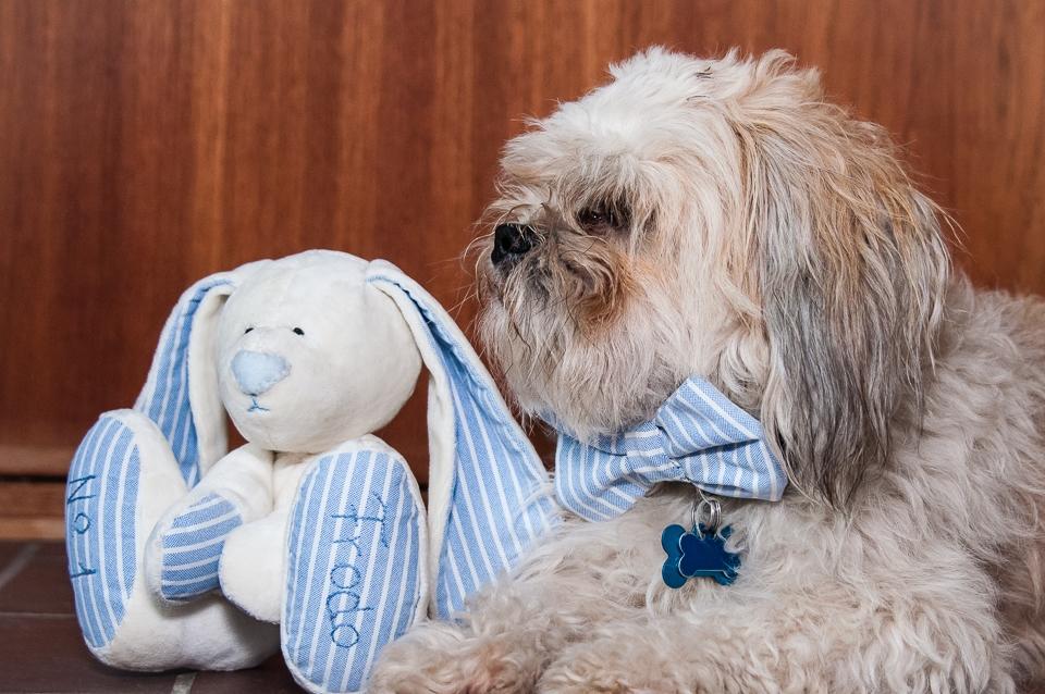 Blanding af racer Frodo billede 31