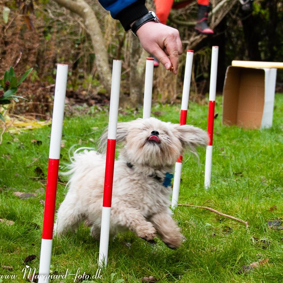 Blanding af racer Frodo billede 33