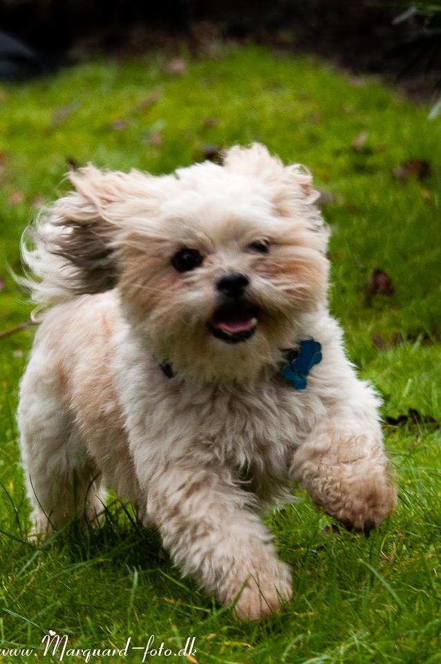 Blanding af racer Frodo billede 35