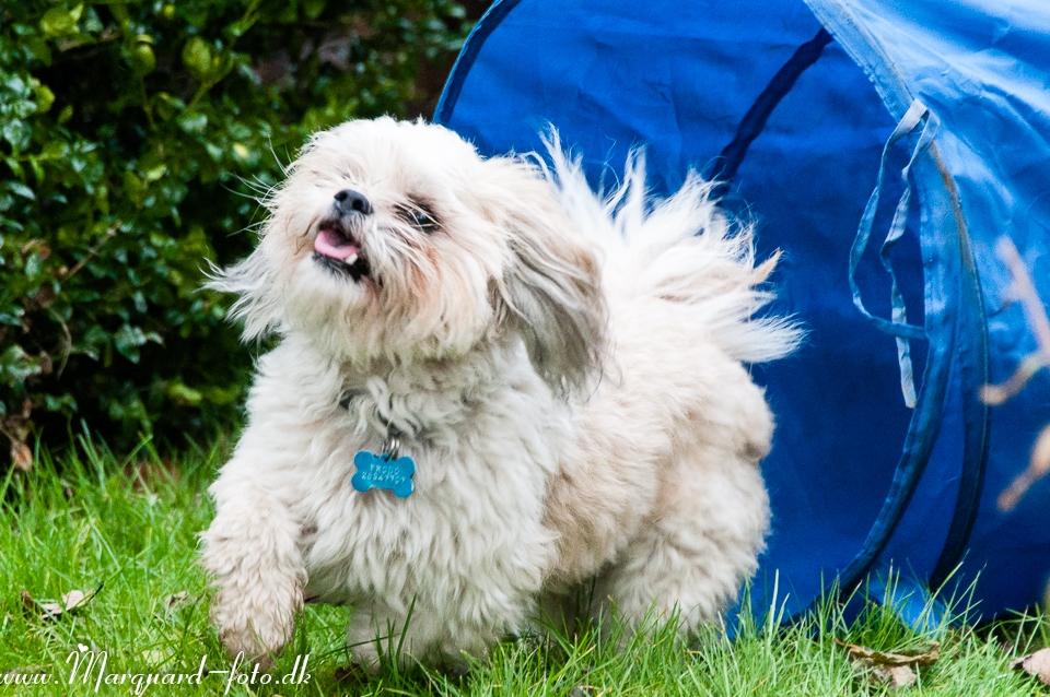 Blanding af racer Frodo billede 34