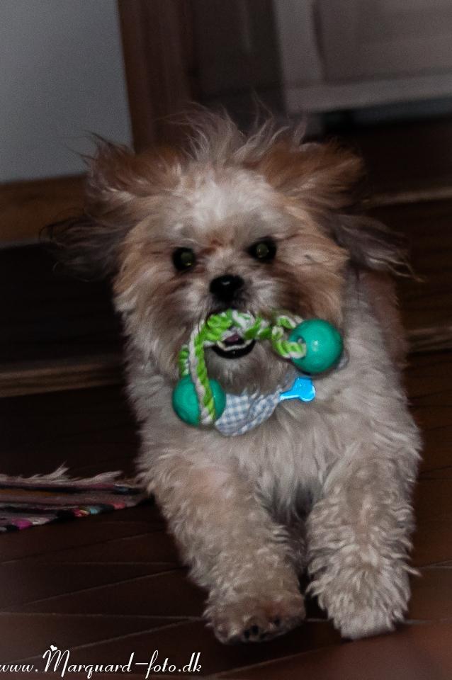 Blanding af racer Frodo billede 36