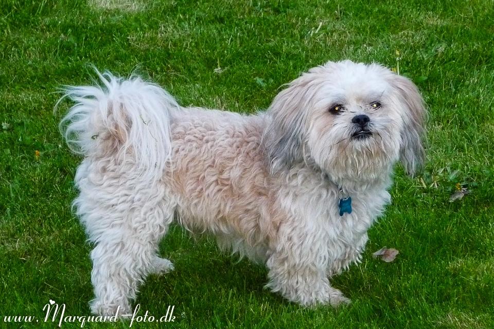 Blanding af racer Frodo billede 37