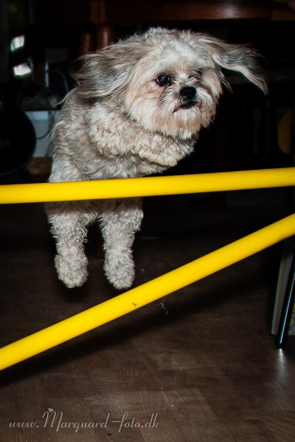 Blanding af racer Frodo billede 39