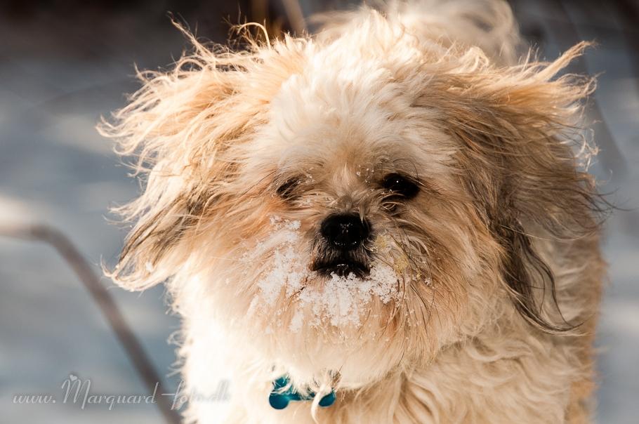 Blanding af racer Frodo billede 41