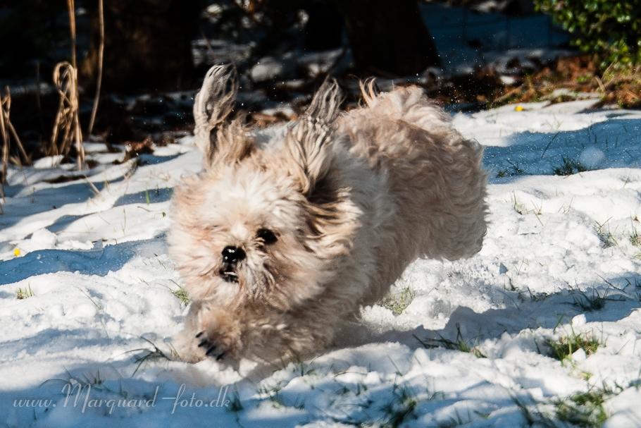 Blanding af racer Frodo billede 42