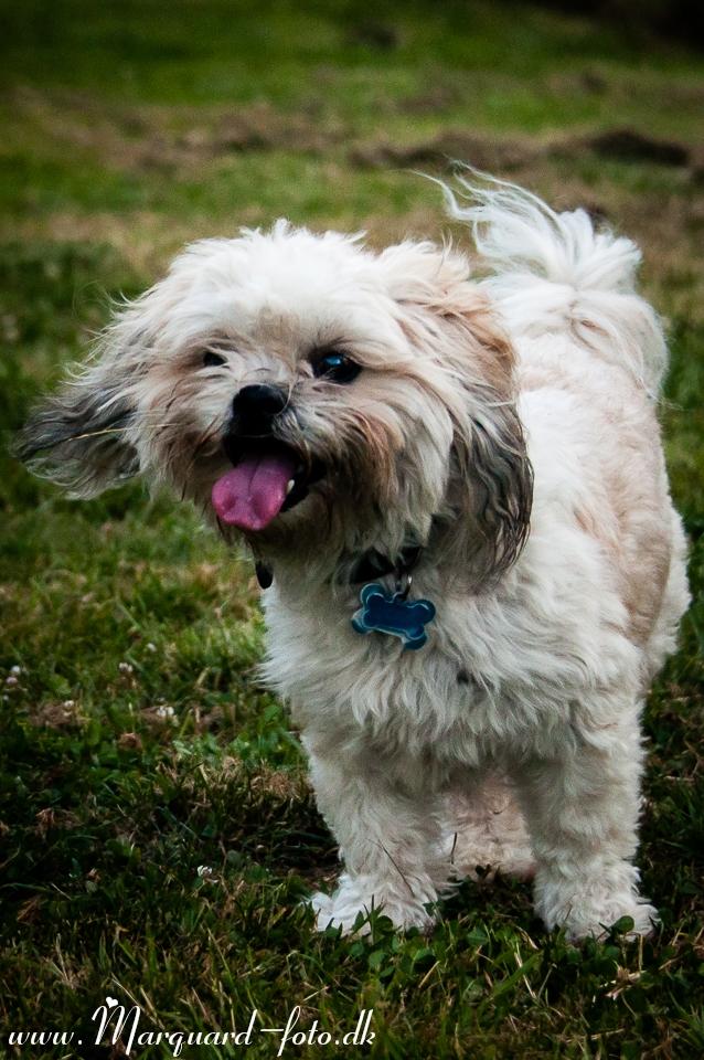 Blanding af racer Frodo billede 38