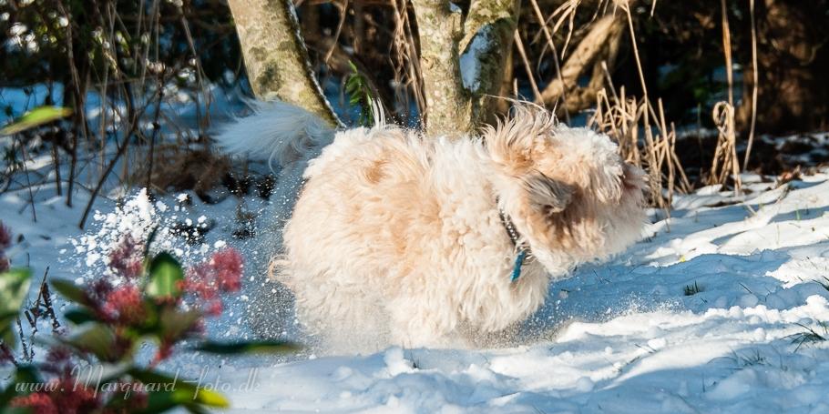 Blanding af racer Frodo billede 43