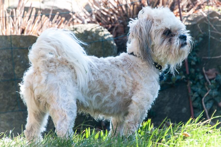 Blanding af racer Frodo billede 44