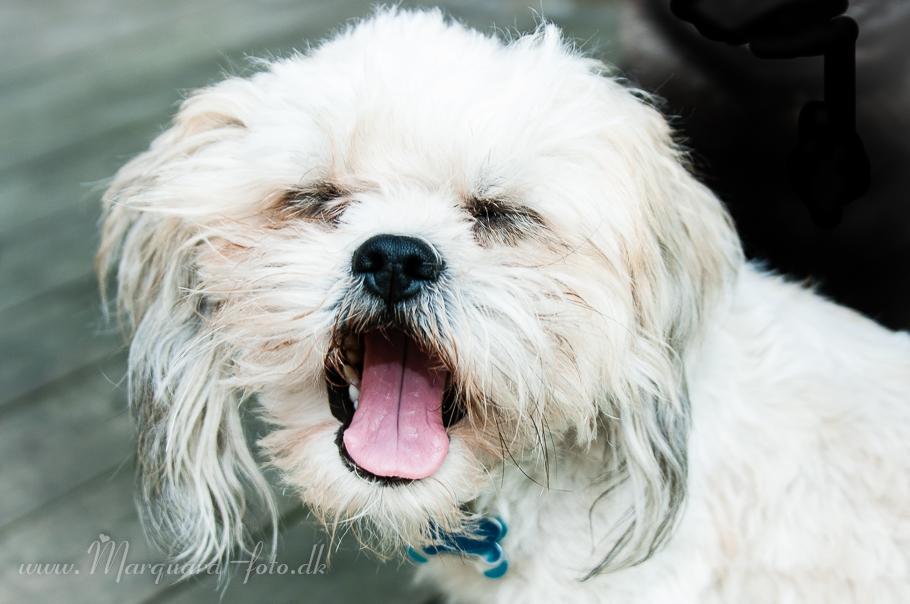 Blanding af racer Frodo billede 45