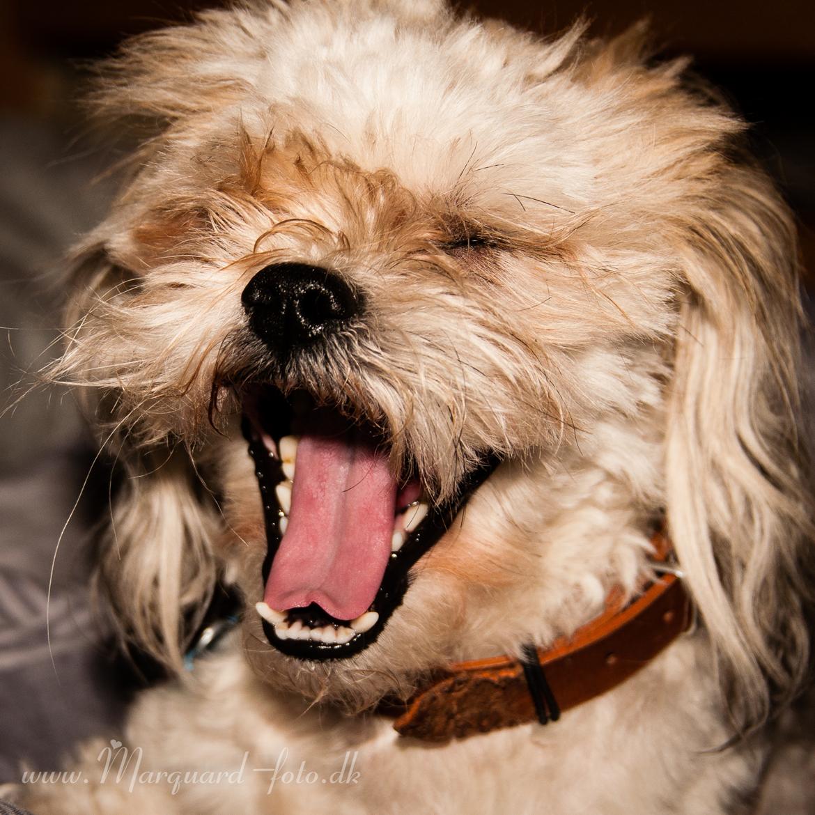 Blanding af racer Frodo billede 46