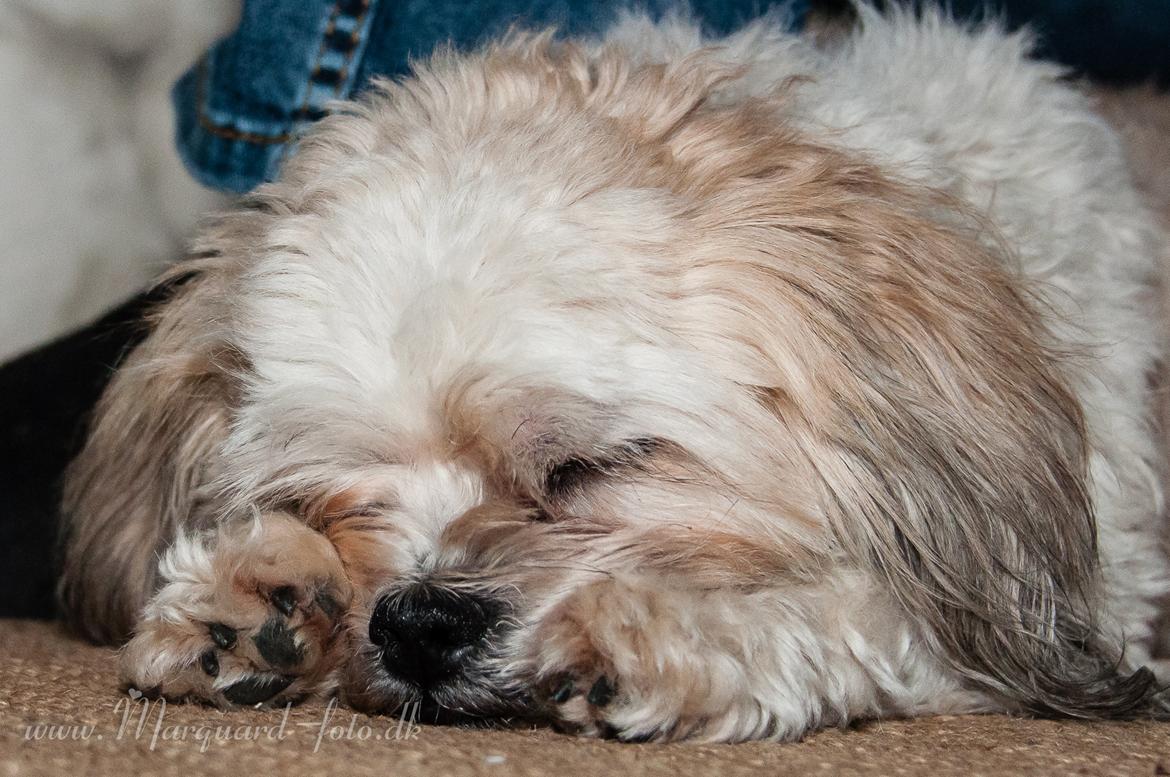 Blanding af racer Frodo billede 47