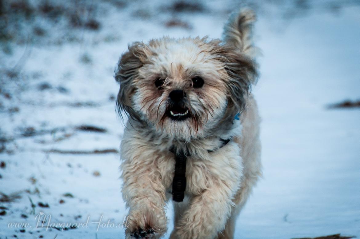 Blanding af racer Frodo billede 48