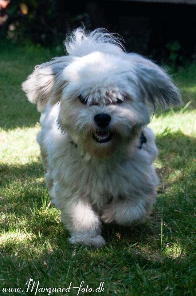 Bichon havanais Kimba (Frihedshåbs Timon) billede 9