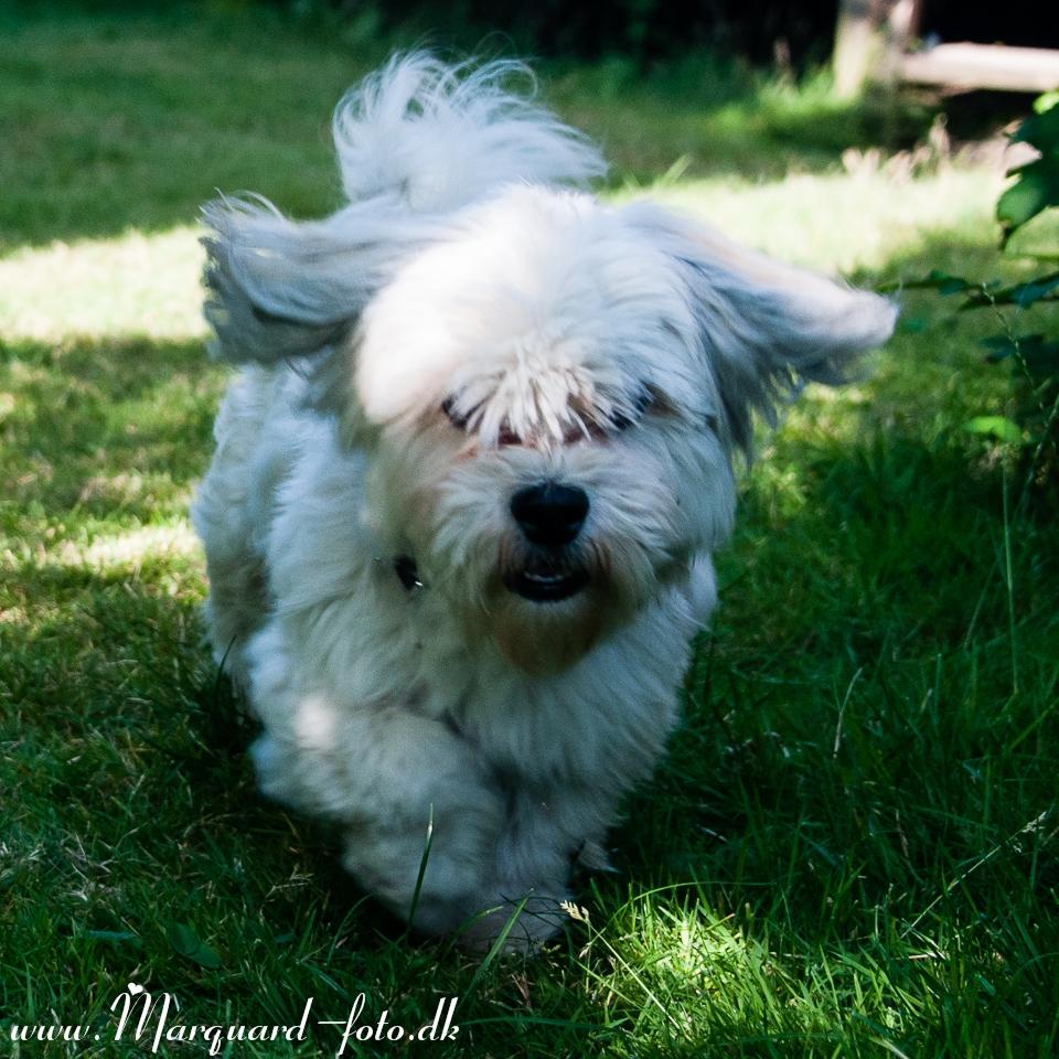 Bichon havanais Kimba (Frihedshåbs Timon) billede 10