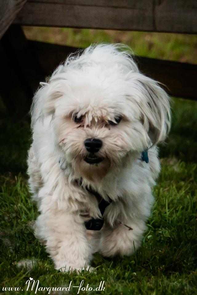 Bichon havanais Kimba (Frihedshåbs Timon) billede 12