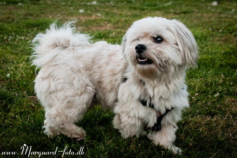 Bichon havanais Kimba (Frihedshåbs Timon) billede 11