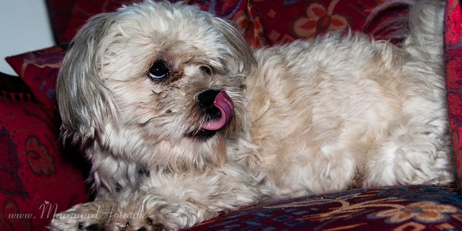 Bichon havanais Kimba (Frihedshåbs Timon) billede 15