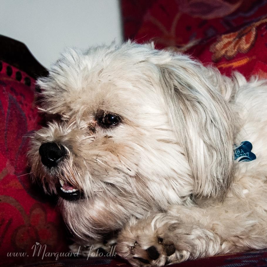 Bichon havanais Kimba (Frihedshåbs Timon) billede 16