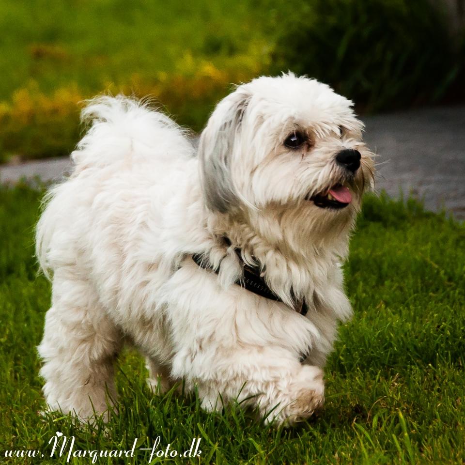 Bichon havanais Kimba (Frihedshåbs Timon) billede 17