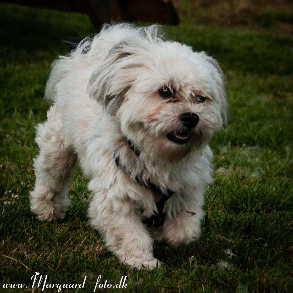 Bichon havanais Kimba (Frihedshåbs Timon) billede 14