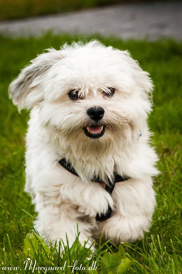 Bichon havanais Kimba (Frihedshåbs Timon) billede 18