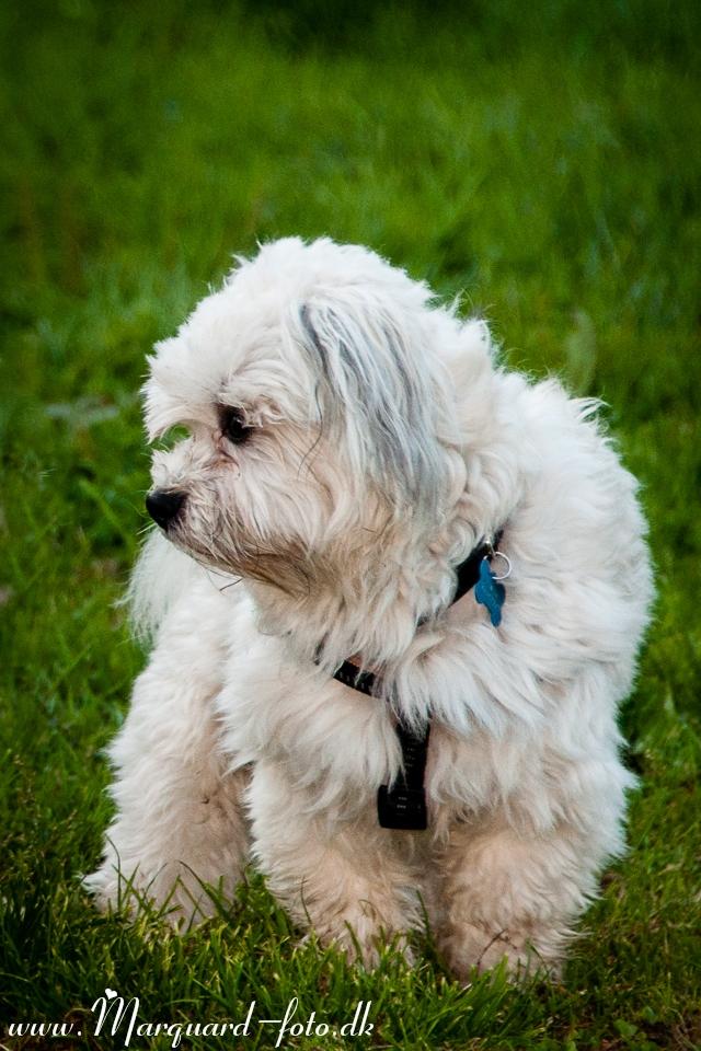 Bichon havanais Kimba (Frihedshåbs Timon) billede 19