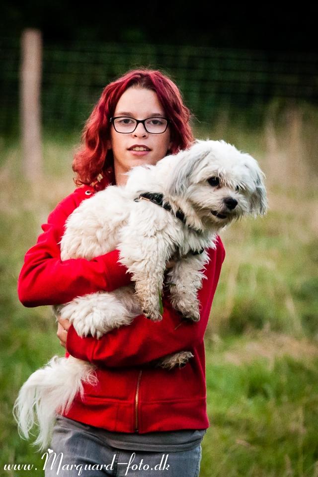 Bichon havanais Kimba (Frihedshåbs Timon) billede 20