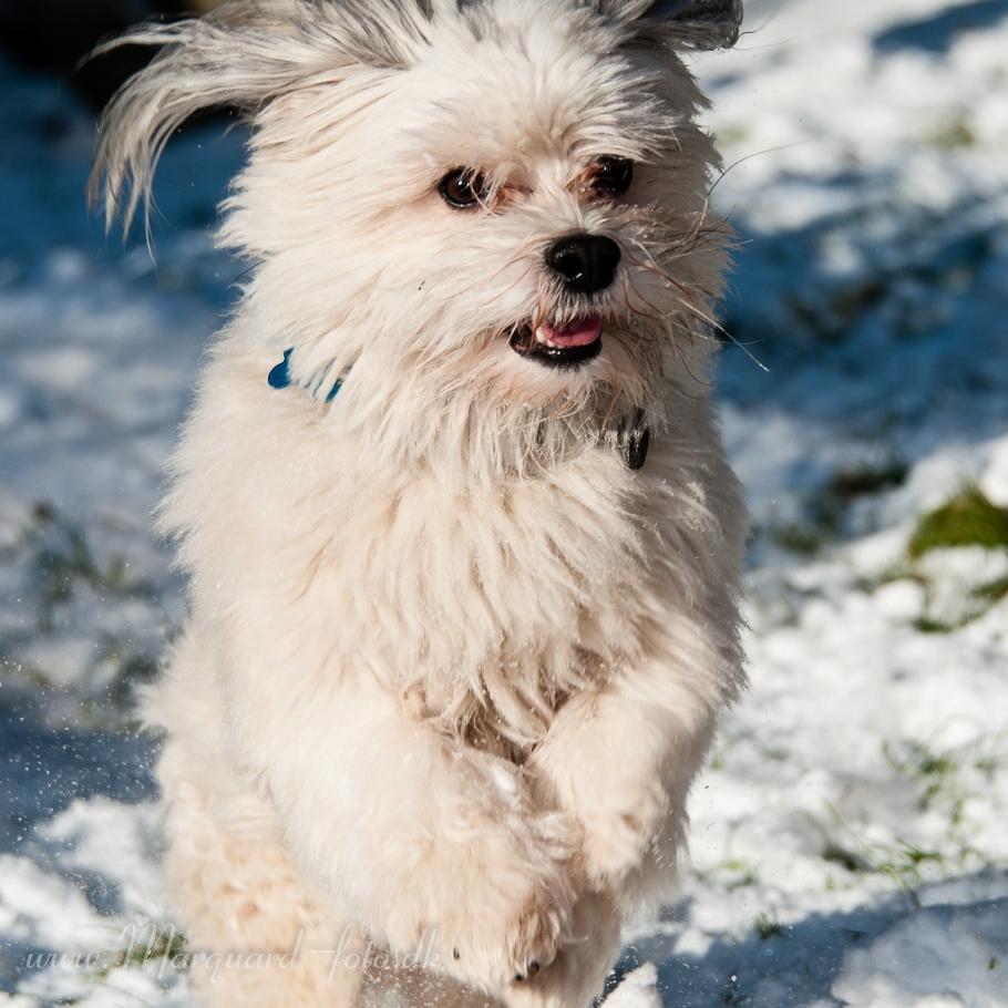 Bichon havanais Kimba (Frihedshåbs Timon) billede 22