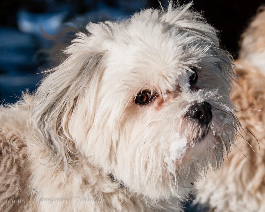 Bichon havanais Kimba (Frihedshåbs Timon) billede 23