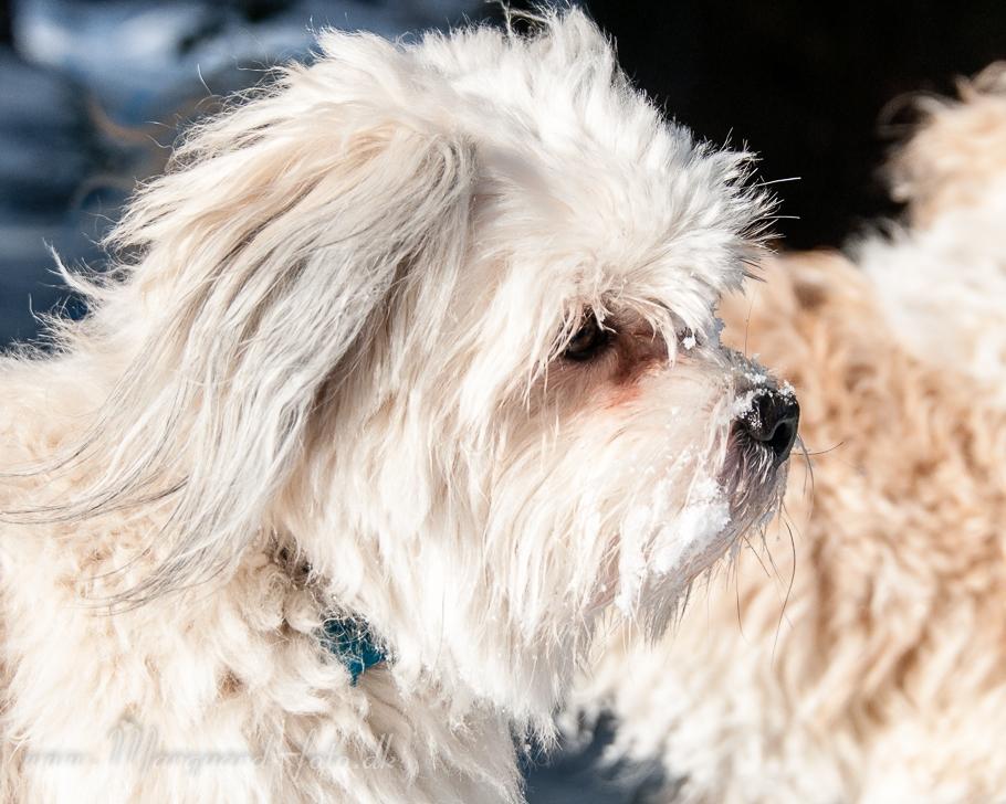 Bichon havanais Kimba (Frihedshåbs Timon) billede 24