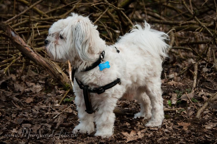Bichon havanais Kimba (Frihedshåbs Timon) billede 25