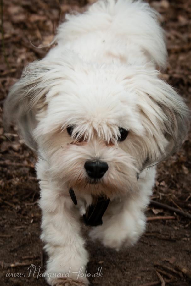 Bichon havanais Kimba (Frihedshåbs Timon) billede 26