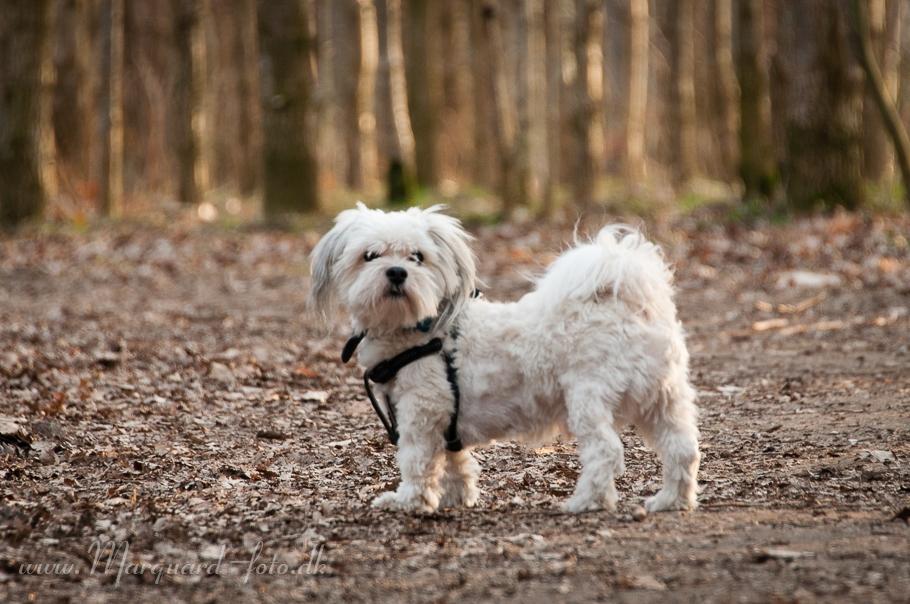 Bichon havanais Kimba (Frihedshåbs Timon) billede 28