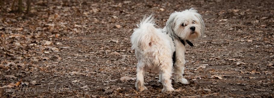 Bichon havanais Kimba (Frihedshåbs Timon) billede 27