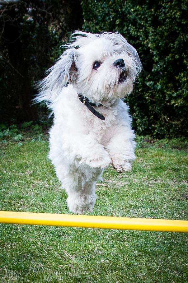 Bichon havanais Kimba (Frihedshåbs Timon) billede 29