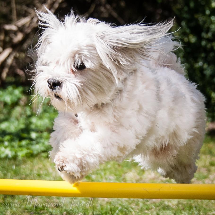 Bichon havanais Kimba (Frihedshåbs Timon) billede 31