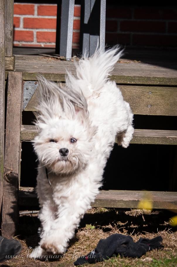 Bichon havanais Kimba (Frihedshåbs Timon) billede 33