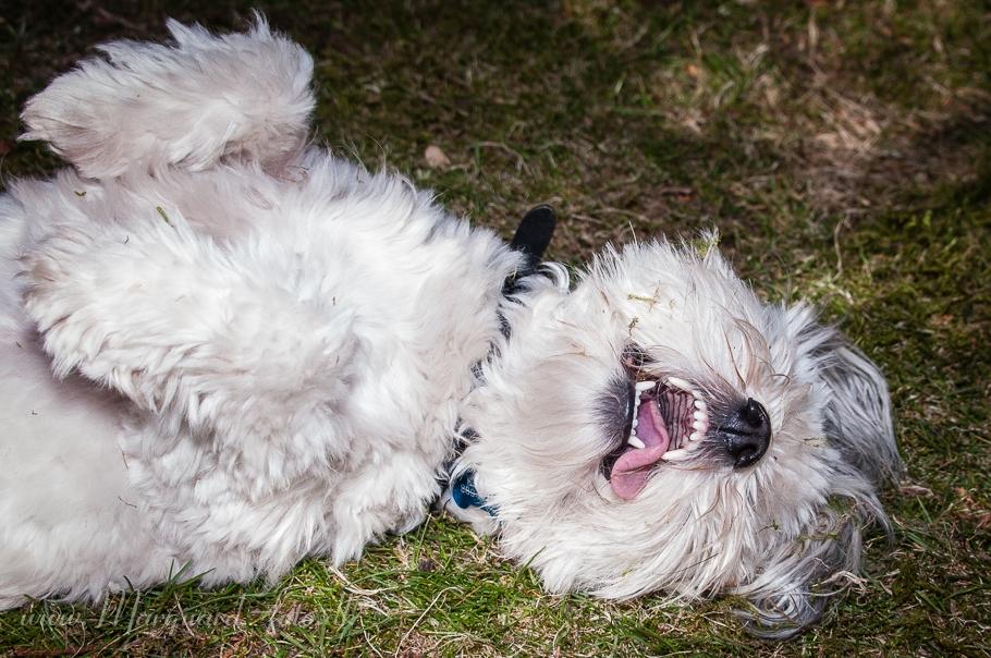 Bichon havanais Kimba (Frihedshåbs Timon) billede 35