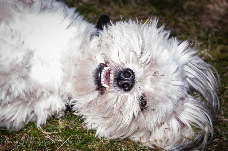 Bichon havanais Kimba (Frihedshåbs Timon) billede 34