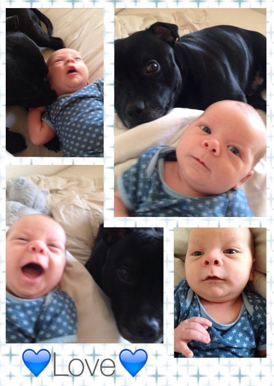 Staffordshire bull terrier Darko (Manne) billede 18