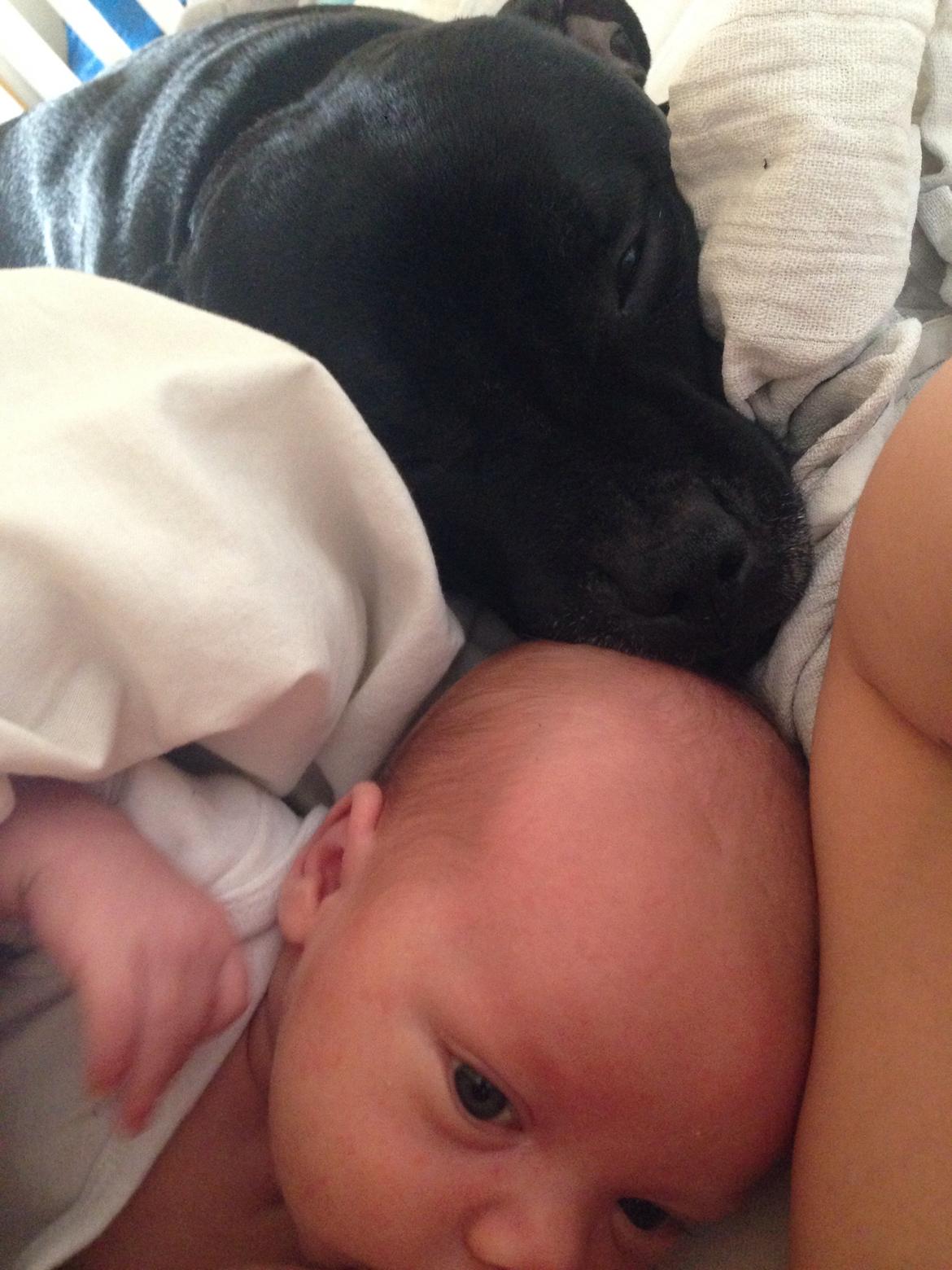 Staffordshire bull terrier Darko (Manne) billede 19