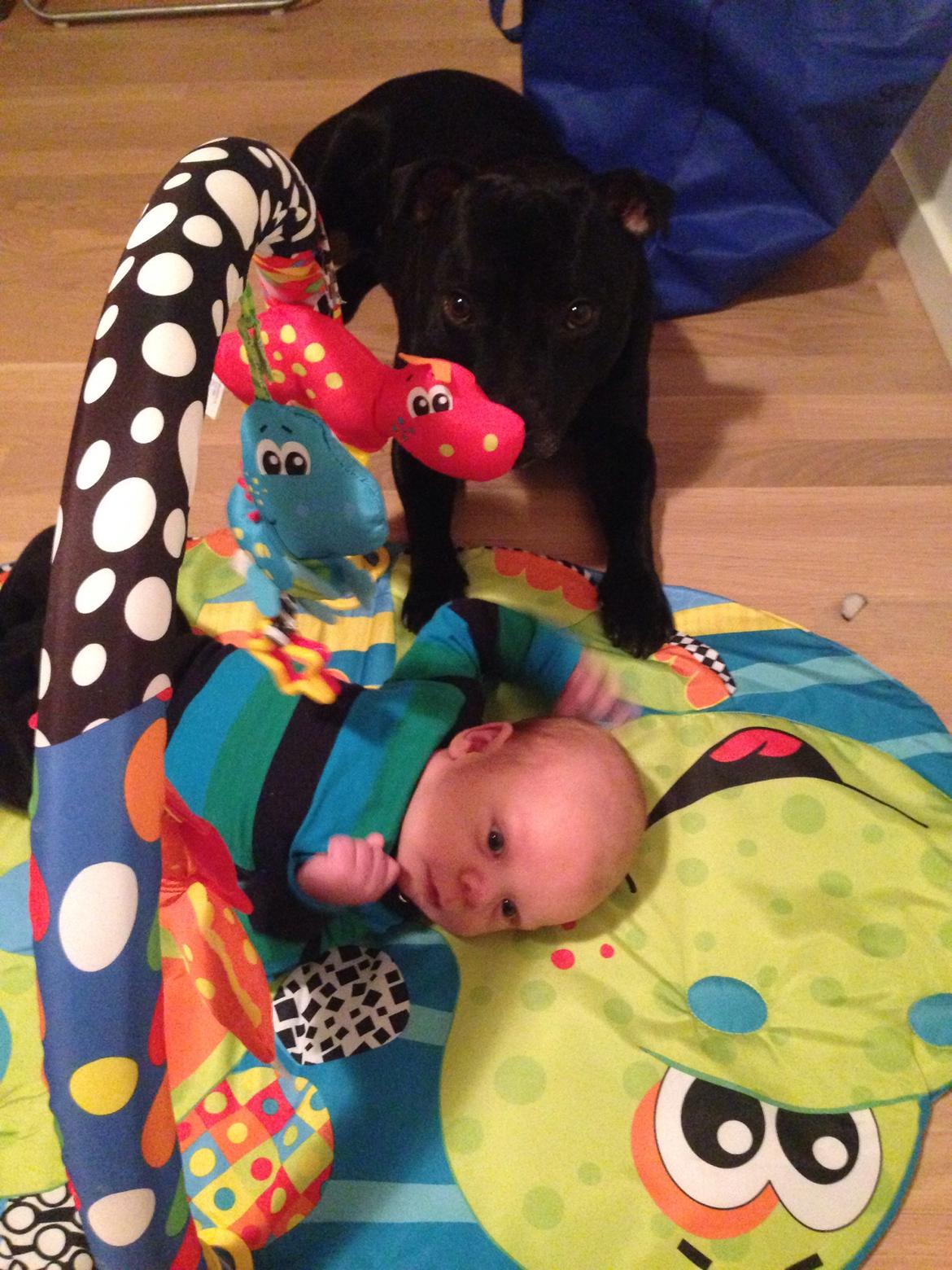 Staffordshire bull terrier Darko (Manne) - passer på sin lillebror billede 21