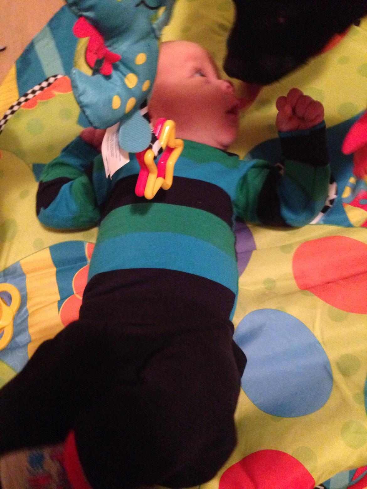 Staffordshire bull terrier Darko (Manne) - darko elsker sin lillebror billede 20