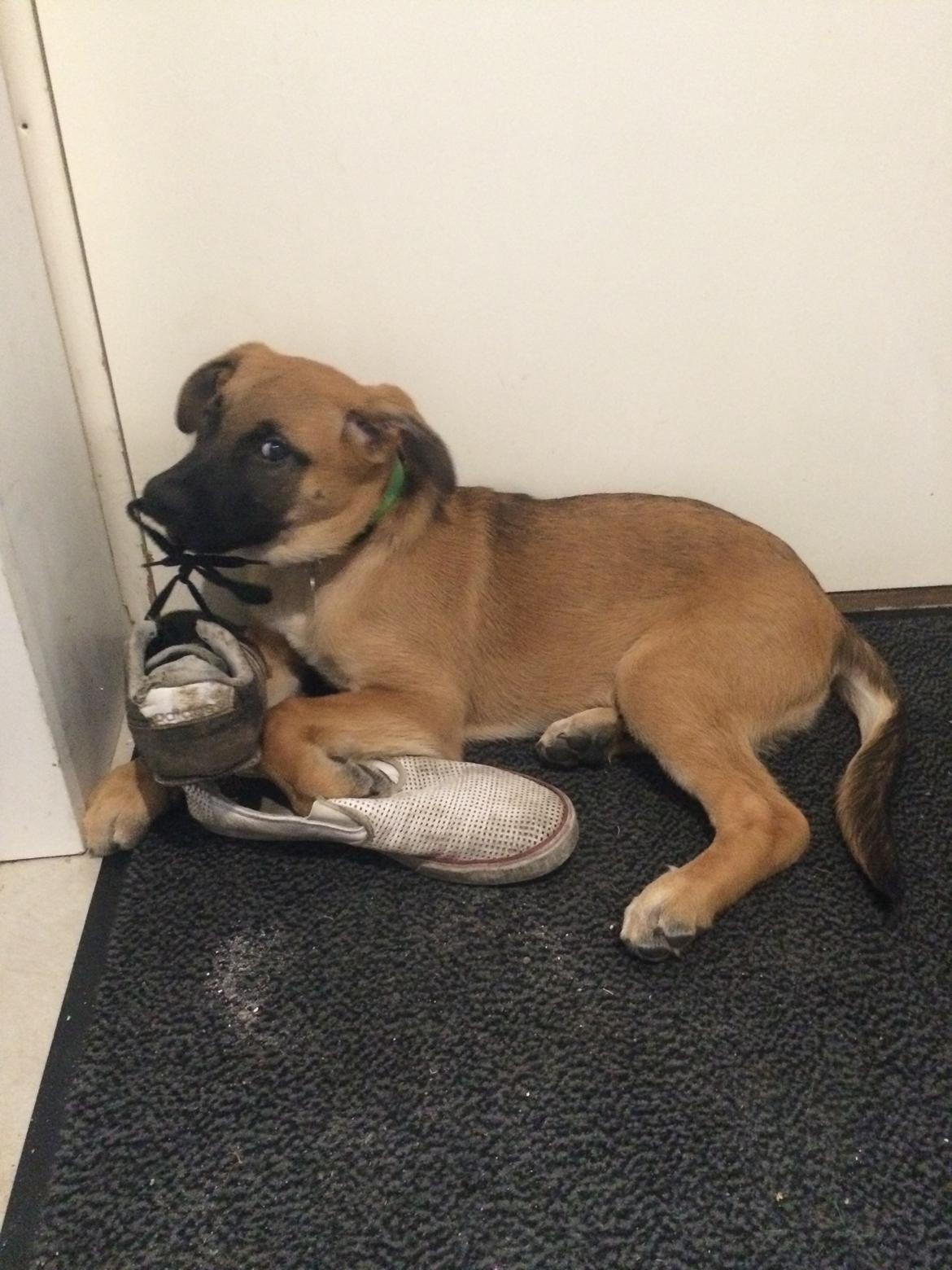 Blanding af racer Bella billede 1