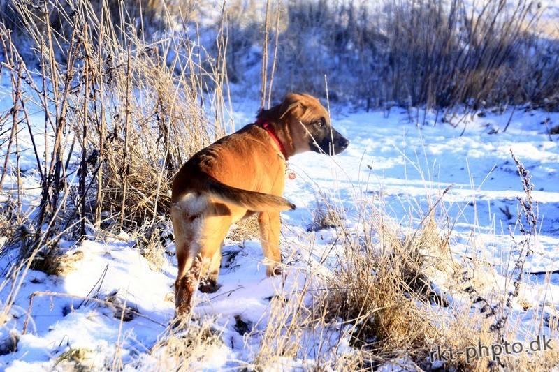 Blanding af racer Bella billede 3