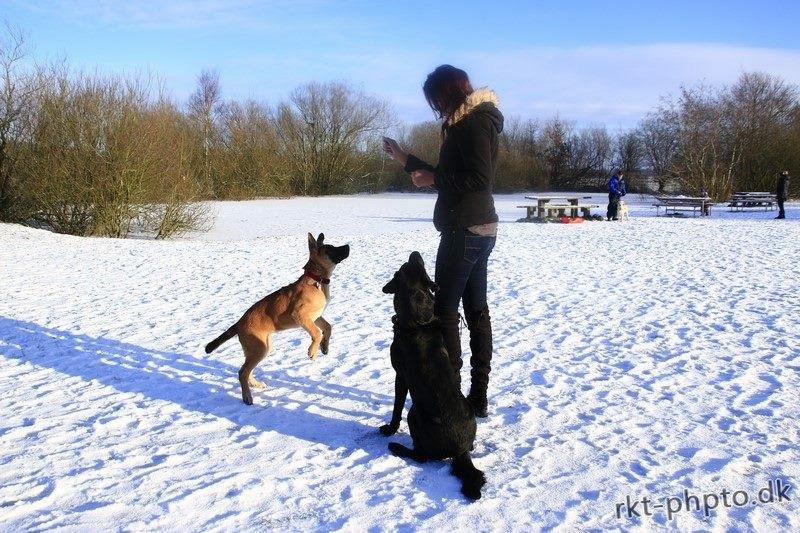 Blanding af racer Bella billede 4